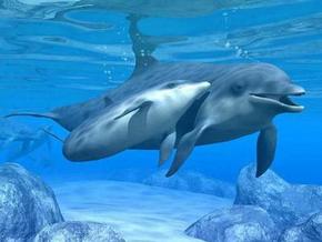 Polperro Dolphin Swims - Accommodation ACT 3