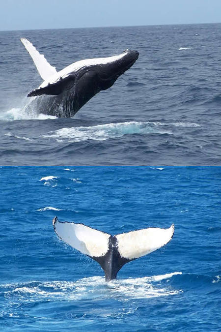 Mills Charters Fishing And Whale Watch Cruises - Accommodation ACT 3