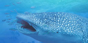 Ningaloo Blue Dive - Accommodation ACT 1