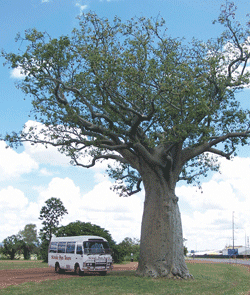 Kununurra Cruises - thumb 1