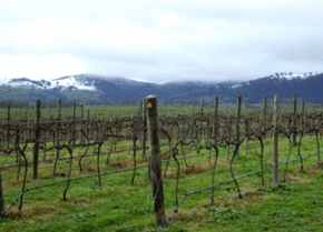 Kinloch Wines - Accommodation ACT 0