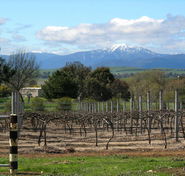 Buller View Wines - Accommodation ACT