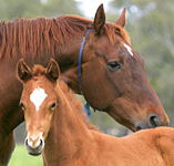 Blue Gum Farm - Accommodation ACT