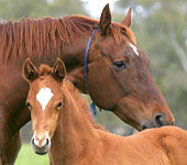 Blue Gum Farm - Accommodation ACT 0