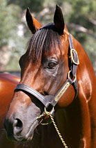 Blue Gum Farm - Accommodation ACT 2