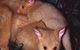 Geckoes Wildlife Presentations - thumb 1