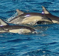 Dolphin Swim Australia - Accommodation ACT