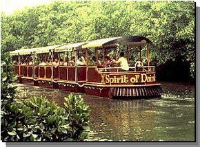 Daintree Rainforest River Trains - Accommodation ACT 0