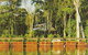 Daintree Rainforest River Trains - thumb 3