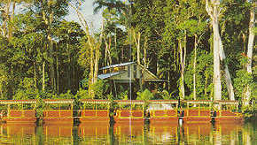 Daintree Rainforest River Trains - Accommodation ACT 3