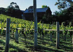 Goona Warra Vineyard - Accommodation ACT 1