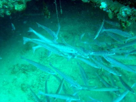 Underwater Sports Diving Centre - Accommodation ACT 1