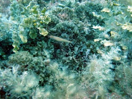 Underwater Sports Diving Centre - Accommodation ACT 3