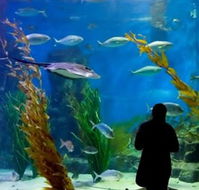 Melbourne Aquarium - Accommodation ACT
