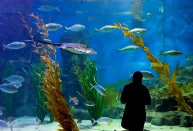 Melbourne Aquarium - Accommodation ACT 0