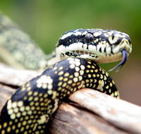 Reptile Encounters - Accommodation ACT
