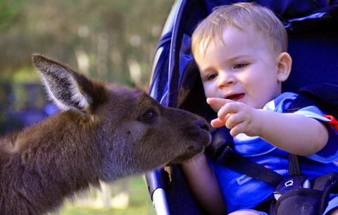 Australian Reptile Park - Accommodation ACT 6