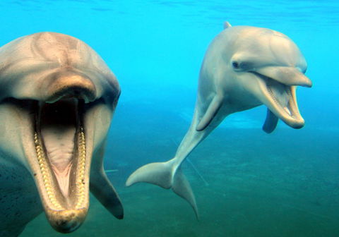 Dolphin Marine Magic - Accommodation ACT 1