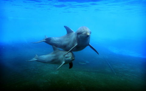 Dolphin Marine Magic - Accommodation ACT 4