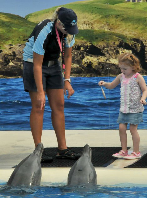 Dolphin Marine Magic - Accommodation ACT 10