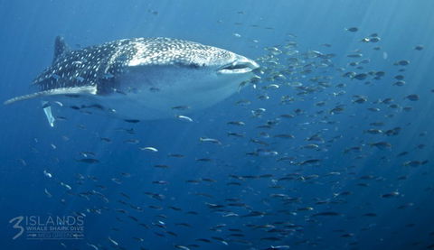 Three Islands Whale Shark Dive - Accommodation ACT 5