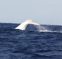 Australian Whale Watching - Accommodation ACT