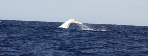 Australian Whale Watching - Accommodation ACT 0