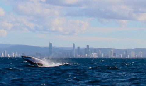 Australian Whale Watching - Accommodation ACT 1