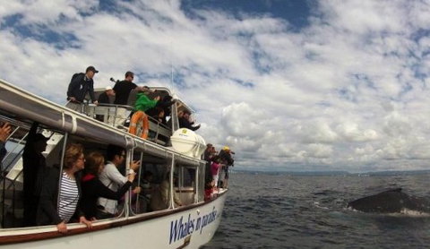 Australian Whale Watching - Accommodation ACT 2