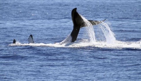 Australian Whale Watching - Accommodation ACT 3