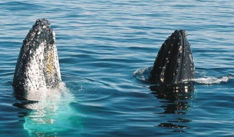 Australian Whale Watching - Accommodation ACT 4