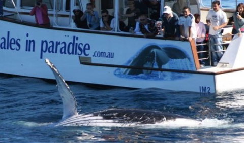 Australian Whale Watching - Accommodation ACT 5
