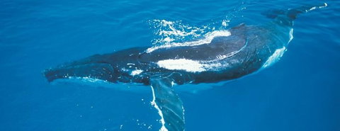 Australian Whale Watching - Accommodation ACT 6