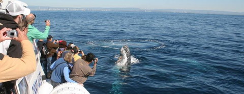 Australian Whale Watching - Accommodation ACT 7