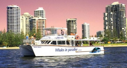 Australian Whale Watching - Accommodation ACT 8
