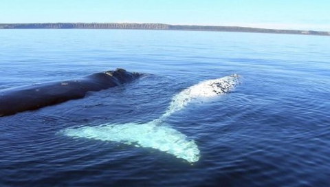 Australian Whale Watching - Accommodation ACT 9