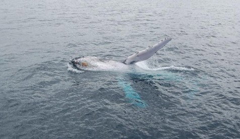 Australian Whale Watching - Accommodation ACT 10