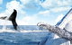 Australian Whale Watching - thumb 11
