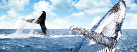Australian Whale Watching - Accommodation ACT 11