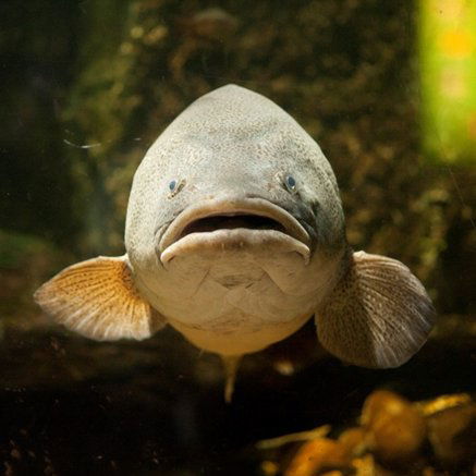 Melbourne Aquarium - Accommodation ACT 5