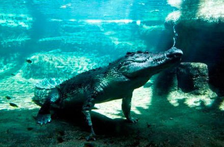 WILD LIFE Sydney Zoo - Accommodation ACT 0