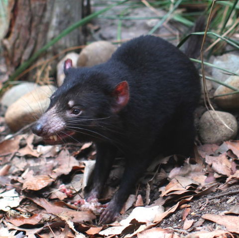 WILD LIFE Sydney Zoo - Accommodation ACT 5