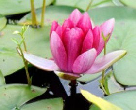 The Lotus Day Spa And Retreat - Accommodation ACT 0