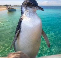 Penguin Island - Accommodation ACT