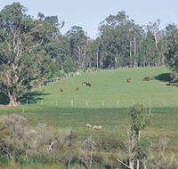 Scenic Drives - Bunbury Collie Donnybrook - Accommodation ACT