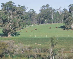Scenic Drives - Bunbury Collie Donnybrook - Accommodation ACT 0