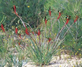 Kalbarri Wildflower Centre - Accommodation ACT 0