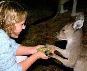 Discovery Bay's Walk On The Wild Side - Accommodation ACT 0