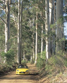 Scotsdale Tourist Drive - Accommodation ACT 0