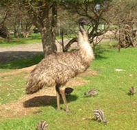 Minlaton Fauna Park - Accommodation ACT